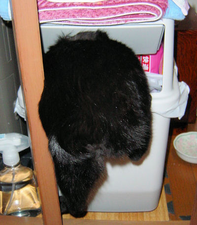 ゴミ箱に侵入を図る猫